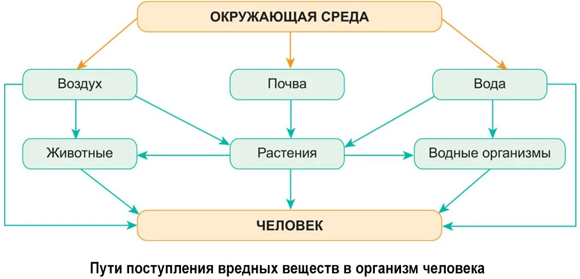 Типы перекрестных загрязнений. Пути загрязнения пищевых продуктов. Пути поступления вредных веществ в организм человека. Основные пути загрязнения пищевых продуктов. Пути загрязнения продуктов питания и продовольственного сырья.