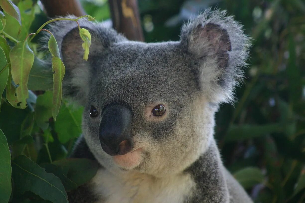Коалы плавают. Квинслендская коала. Коала анатомия. Коала Фарада. Коала самец.