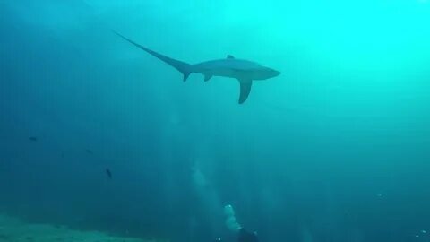 Thresher shark