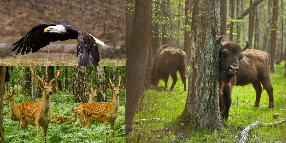 Березинский биосферный заповедник медведь. Охрана животных презентация. Приокско-террасный заповедник зубры. Преокскатерасный заповедник. Заповедник охраняющий животных.