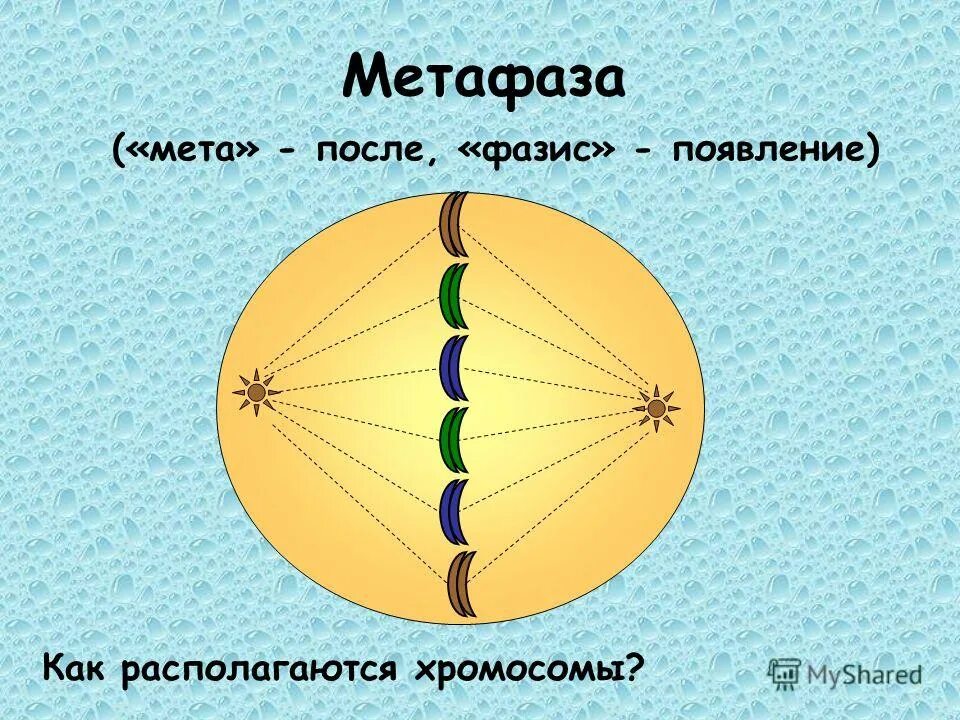 Определи метафазу. Определи метафазу