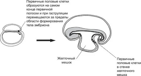 Последовательность развития половых клеток и зародыша