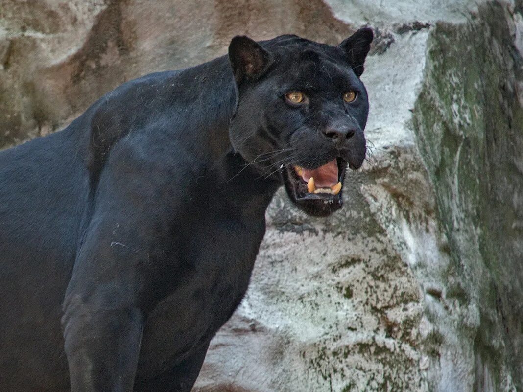 леопард меланист. пантера это ягуар. ягуар пантера леопард. черная пантера ягуар. леопард меланист.