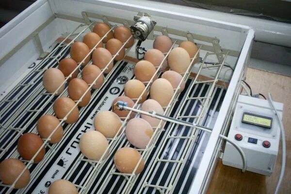 Сколько раз переворачивать яйца. Инкубационные лотки для инкубатора. Инкубатор для яиц. Расположение яиц в инкубаторе. Закладка яиц на инкубацию.
