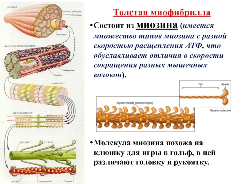 Миофибриллы состоят из. Строение миофибриллы.