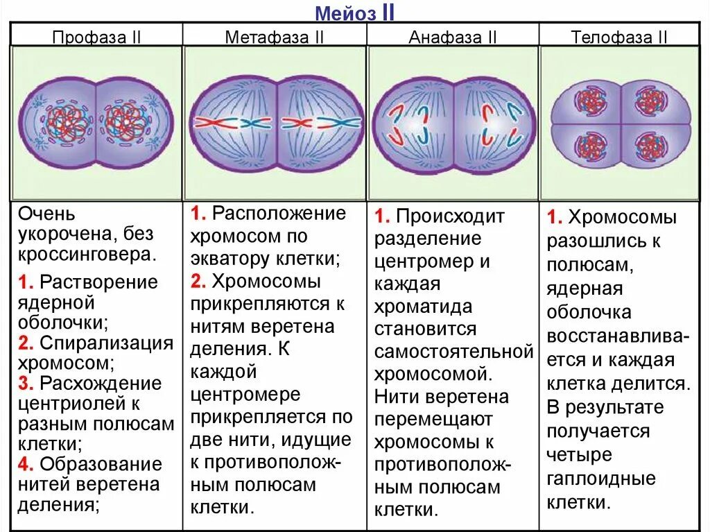 Фазы мейоза 1 и 2 таблица. Фазы мейоза второе деление. Фазы и стадии мейоза 2. Мейоз фазы деления схема. Митоз прямое деление клеток