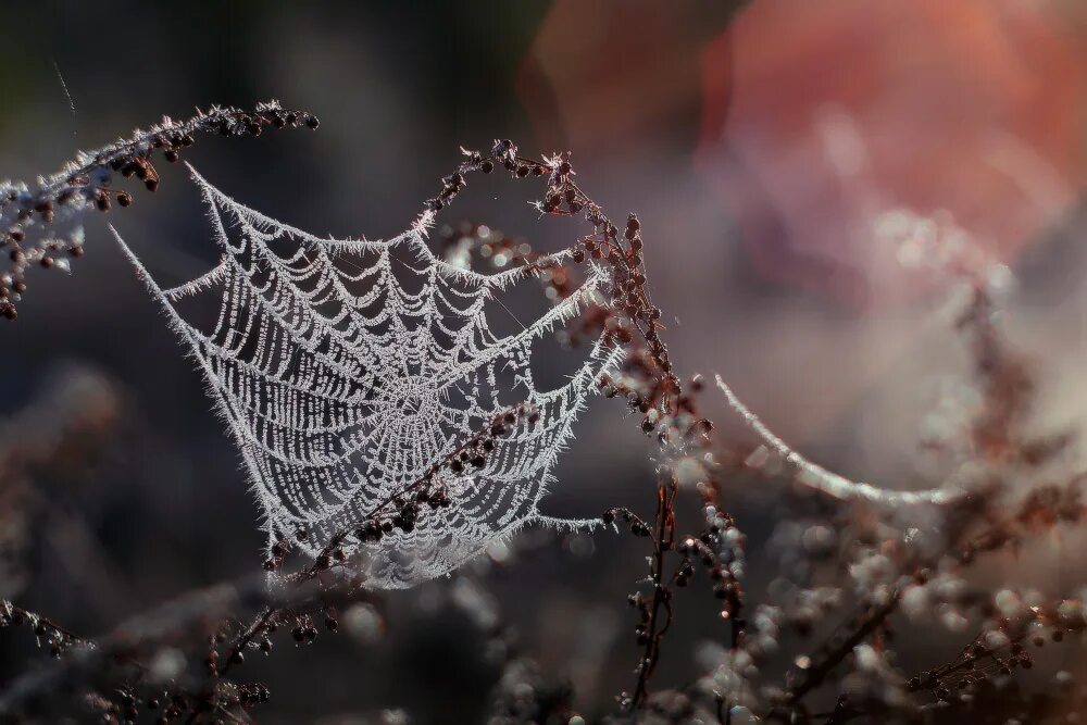 паутина на окне. снежинки кружевоплетение рисование. снежинка в стиле вологодского кружева. вологодское кружево. орнамент из снежинок в полосе.