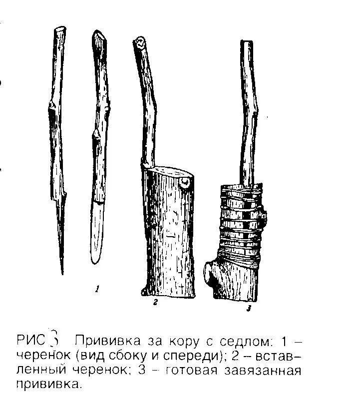 Прививка под кору плодовых деревьев весной. Прививка подвой привой. Прививка вприклад седлом. Копулировка (прививка в приклад). Прививка сирени