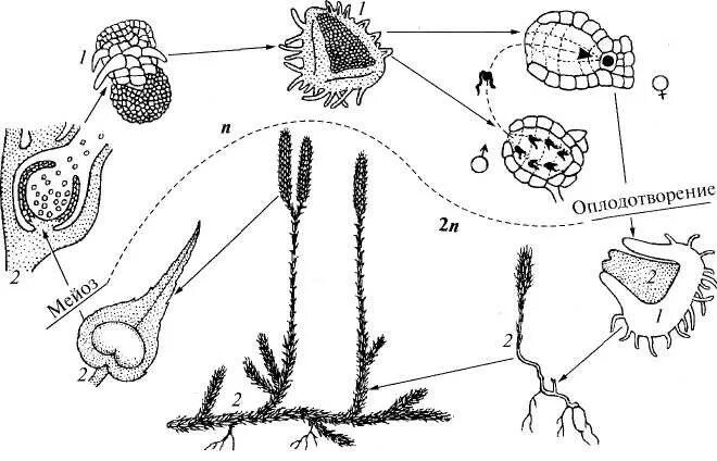 Цикл размножения плауна. Жизненный цикл плаунов схема. Цикл развития плауна схема. Гаметофит плауна булавовидного. Плаун булавовидный схема