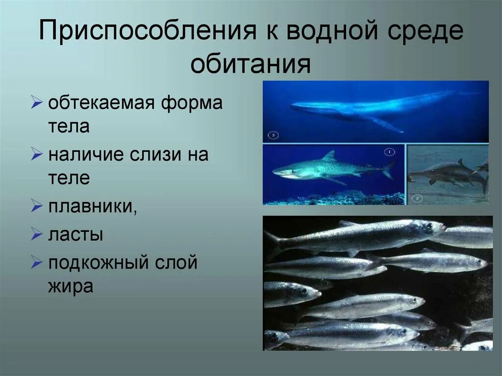 В верхнем слое воды обитает больше организмов. Приспособленность организмов к водной среде обитания. Особенности приспособления организмов к водной среде обитания. Приспособления тюленя к водной среде обитания. Приспособления сивуча к водной среде обитания.