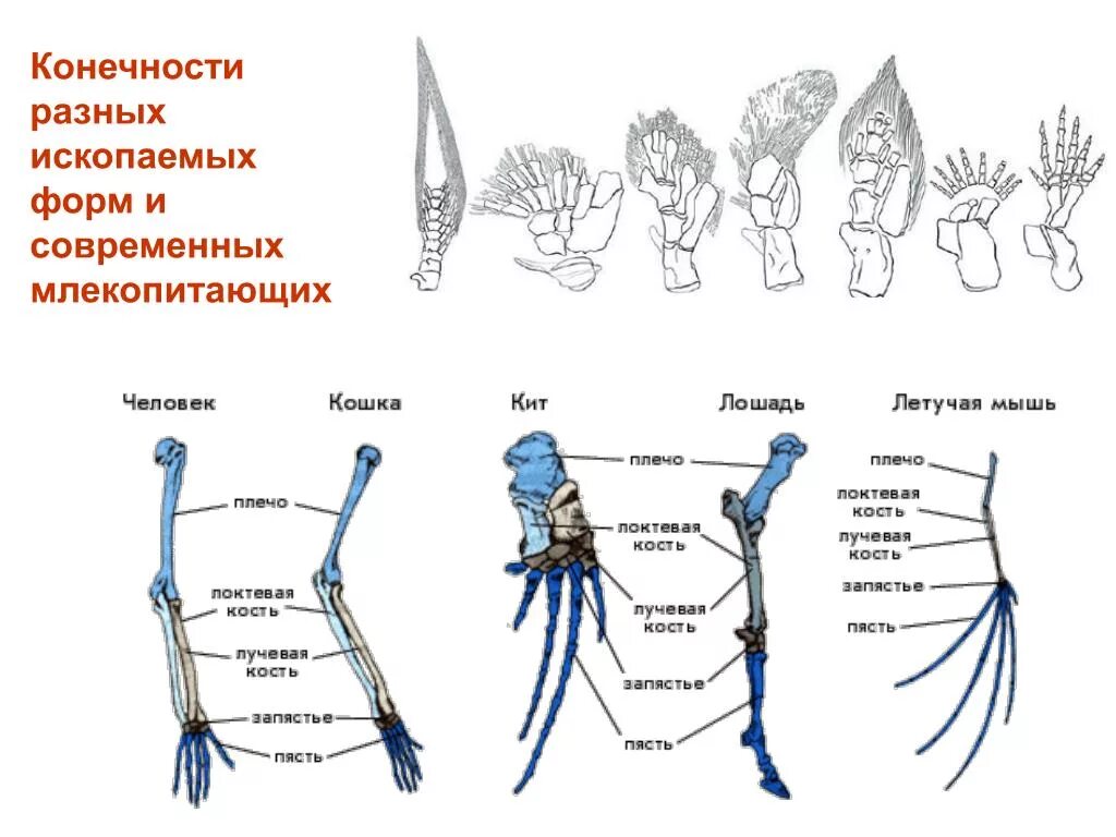 Строение конечностей рисунок. Строение скелета передних конечностей позвоночных. Строение передней конечности млекопитающих. Строение передних конечностей млекопитающих. Эволюция скелета конечностей хордовых.