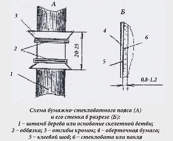 Как сделать ловчий пояс для плодовых деревьев. Ловушки для насекомых на плодовых деревьях. ловчие пояса на деревьях от вредителей. ловушки для насекомых на плодовых деревьях своими руками. ловчие пояса для плодовых деревьев.