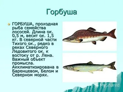 Какая рыба относится к лососю