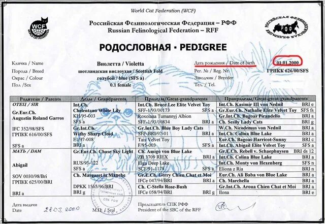 Как выглядит родословная кота GICH Alonso Boy Gregori Al Gato Питомник британских шиншилл "SnowAngel"