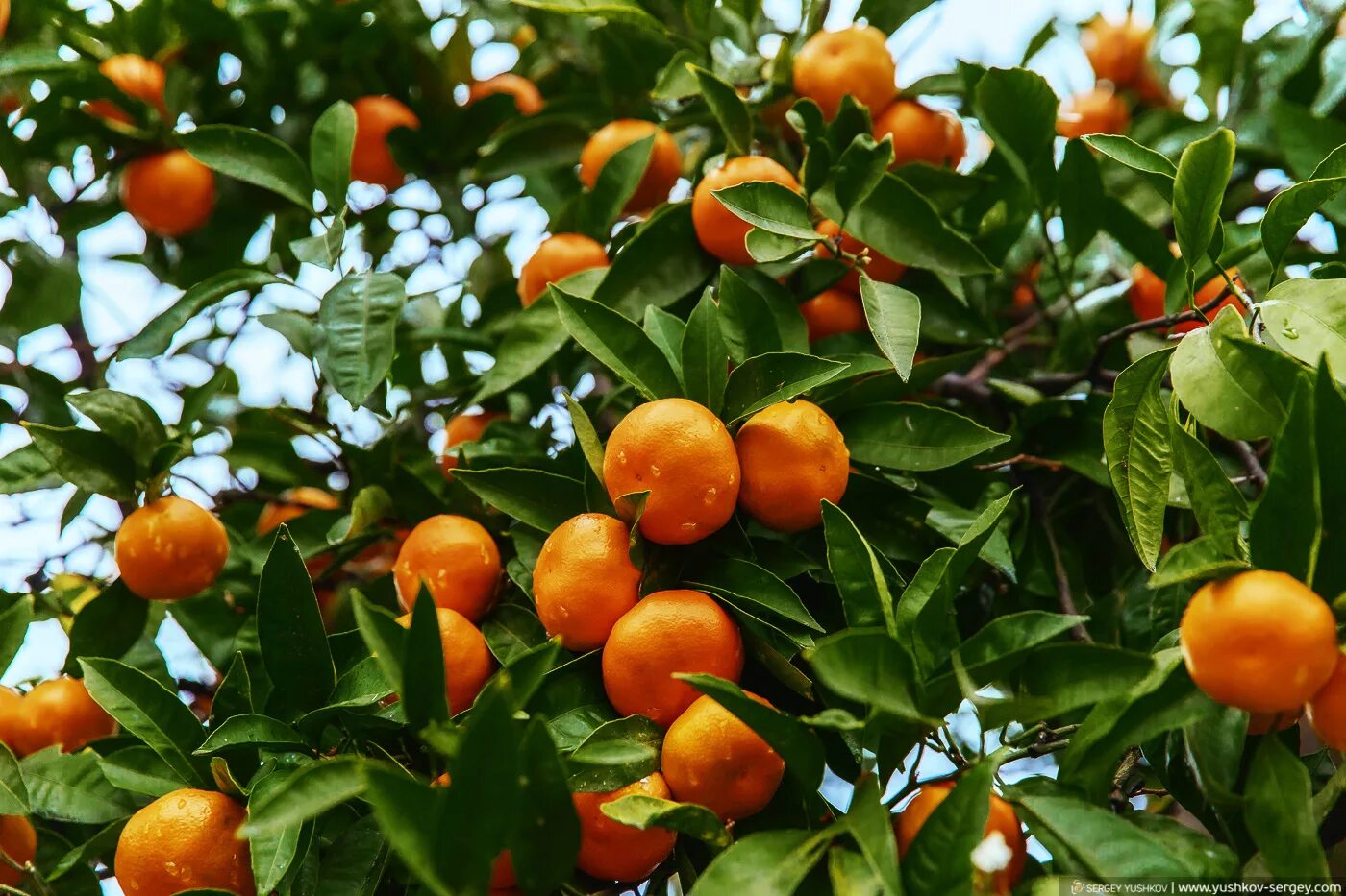 На дереве висят мандарины сначала. Абхазия мандарины на дереве. Мандарин уншиу дерево. Мандарин сорт сентябрьский. Мандариновое дерево в Абхазии.