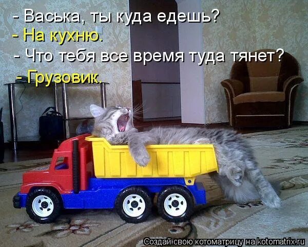 домой картинки. котик за рулем. еду домой у меня выходной текст. я еду домой!. кот водитель.