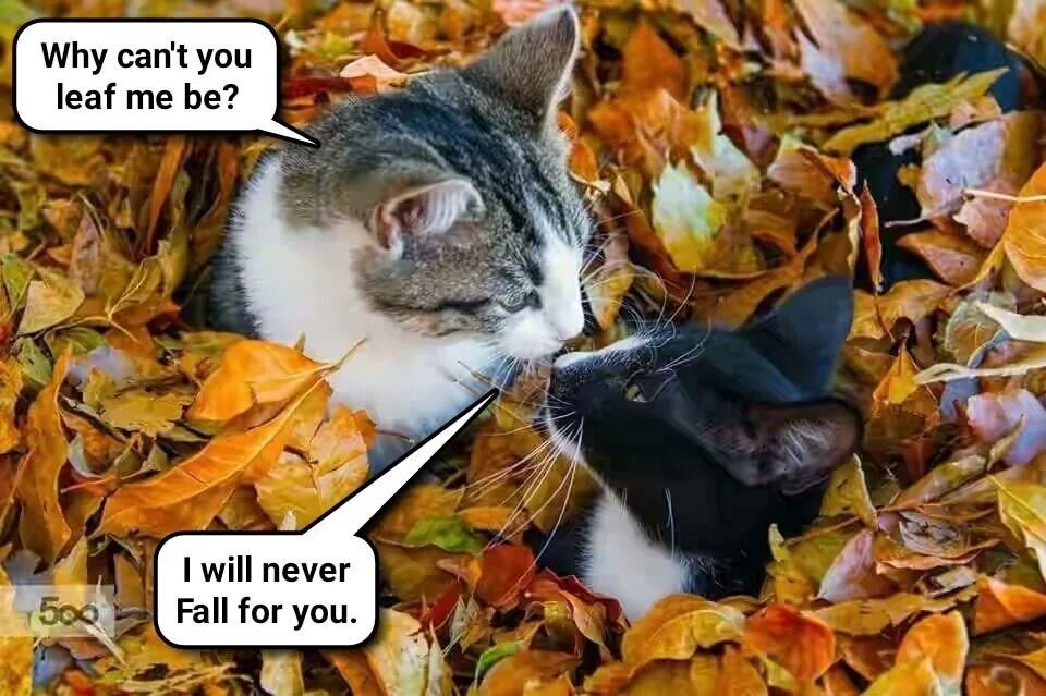 Fall meme. Коты мемы осень. Осенний кот Мем. Котик в осенних листьях Мем. Осень, котики статусы.