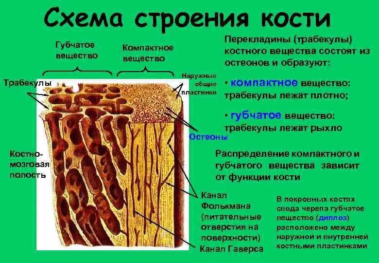 Костная ткань компактное вещество губчатое вещество. Строение компактного вещества трубчатой кости. Компактное и губчатое вещество кости гистология. Трабекулы компактное вещество. Компактное вещество кости состоит из