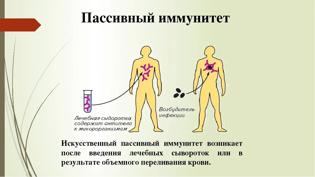 Естественный иммунитет особенности. Пассивный иммунитет. Искусственно пассивный иммунитет. Искусственный иммунитет активный и пассивный. Формирование искусственного иммунитета.