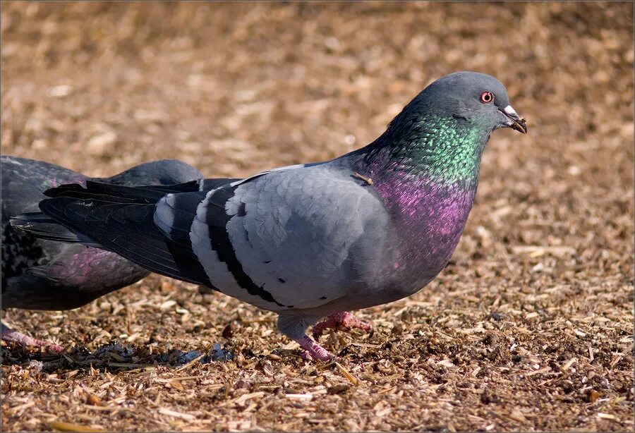 самый сизый. дикий голубь сизарь. сизый голубь. самый сизый. самый сизый.