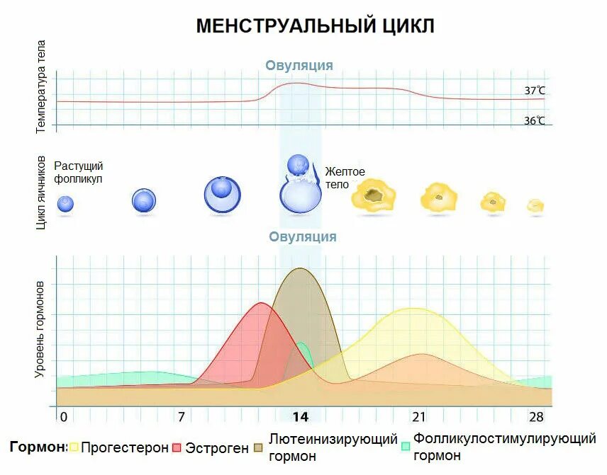 Либидо во время месячных. Фазы менструального цикла и гормоны. Схема нормального менструационного цикла. Фазы менструационного цикла схема. Схема овуляторно менструального цикла.