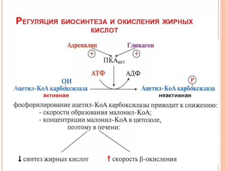 Синтез вжк. Регуляторная реакция синтеза жирных кислот. Схема синтеза жирных кислот в печени. Схема окисления высших жирных кислот. Синтез высших жирных кислот биохимия реакции.