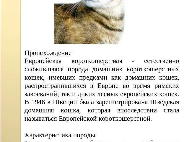 Общее описание кошек. Порода кошек европейская короткошерстная фото и описание. европейская короткошерстная кошка краткое описание. европейская кошка короткошерстная характер. европейская домашняя кошка описание породы.