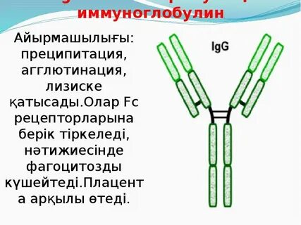 Эффективность иммуноглобулинов