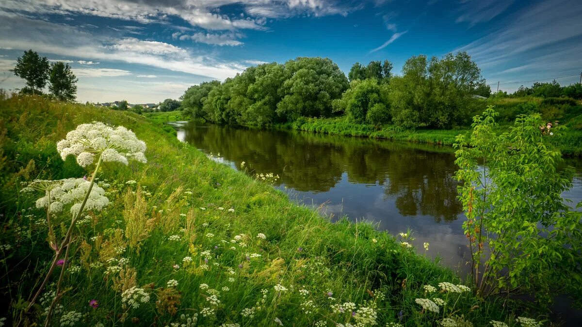 река межевая утка. заводь дудрова клязьма. клязьма двор. животные реки клязьмы. 2 ондатры.