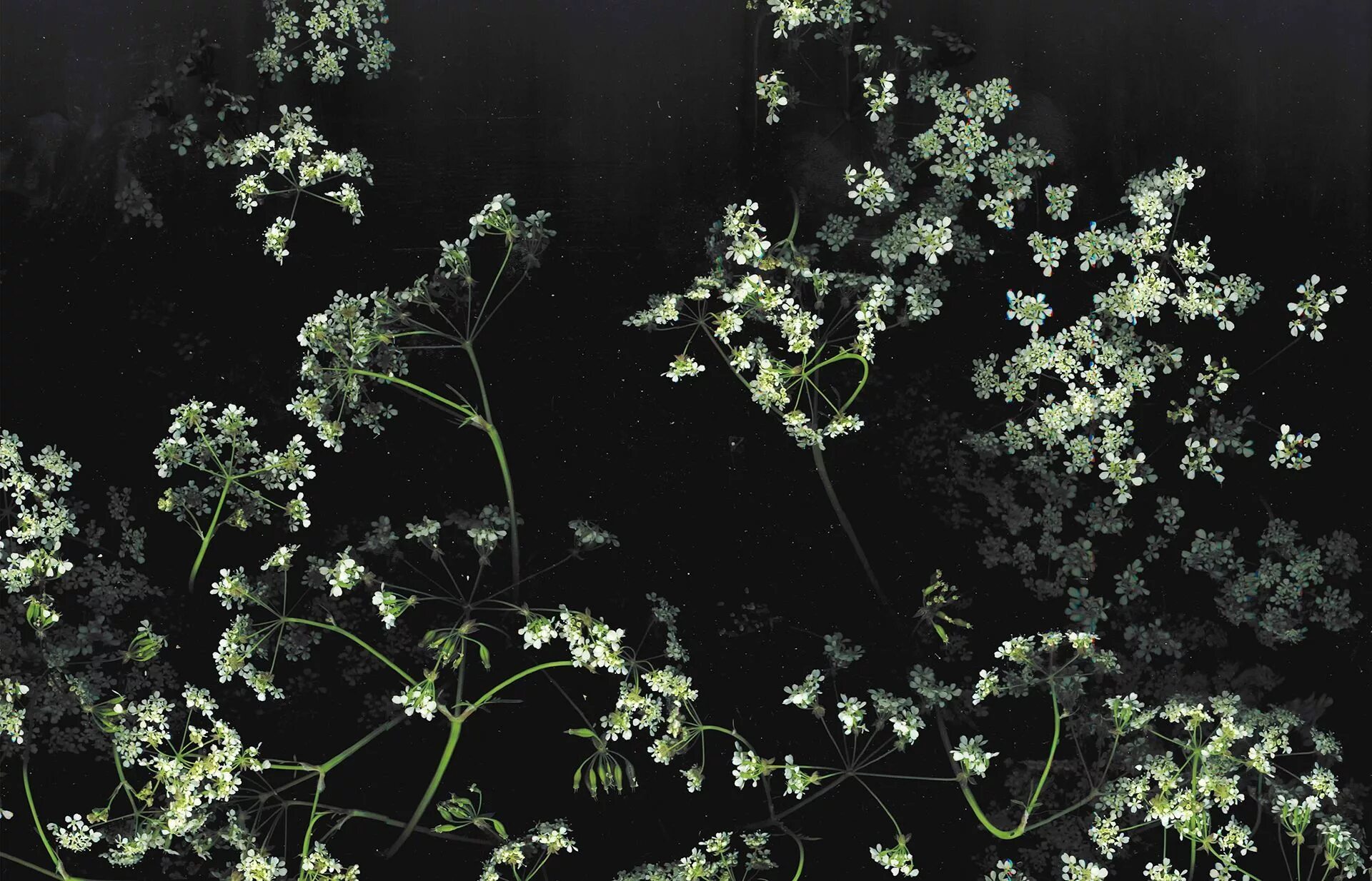 Гипсофила Эстетика. Растения Эстетика. Мелкие цветочки на черном фоне. Темные цветы.
