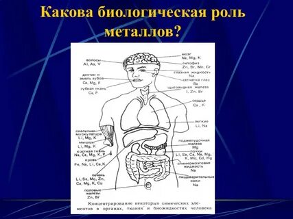 Роль металлов в организме человека химия