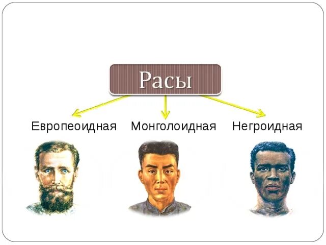 Расы человека кратко