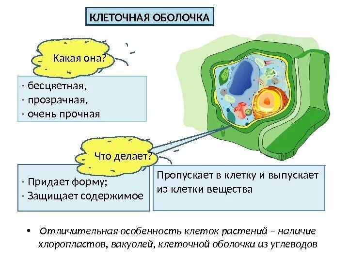 Строение растительной клеточной оболочки. Строение растительной клеточной оболочки