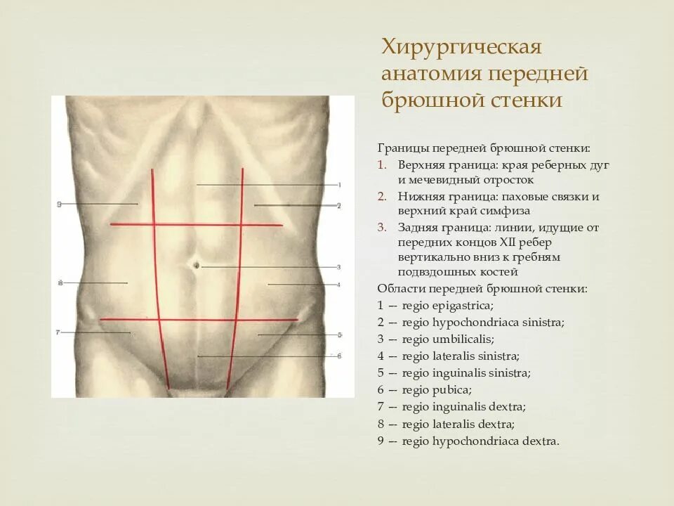 Хирургическая анатомия передней брюшной стенки. Слои передней брюшной стенки топографическая анатомия. Отделы брюшной стенки топографическая анатомия. Топографические линии брюшной стенки.