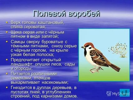 Воробей характеристика