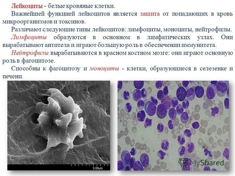 гранулоциты. клетки крови нейтрофилы. моноциты в лейкоцитарной формуле. общий клинический анализ крови. форменные элементы крови нейтрофилы.