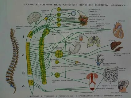 Орган отвечающий за обработку информации