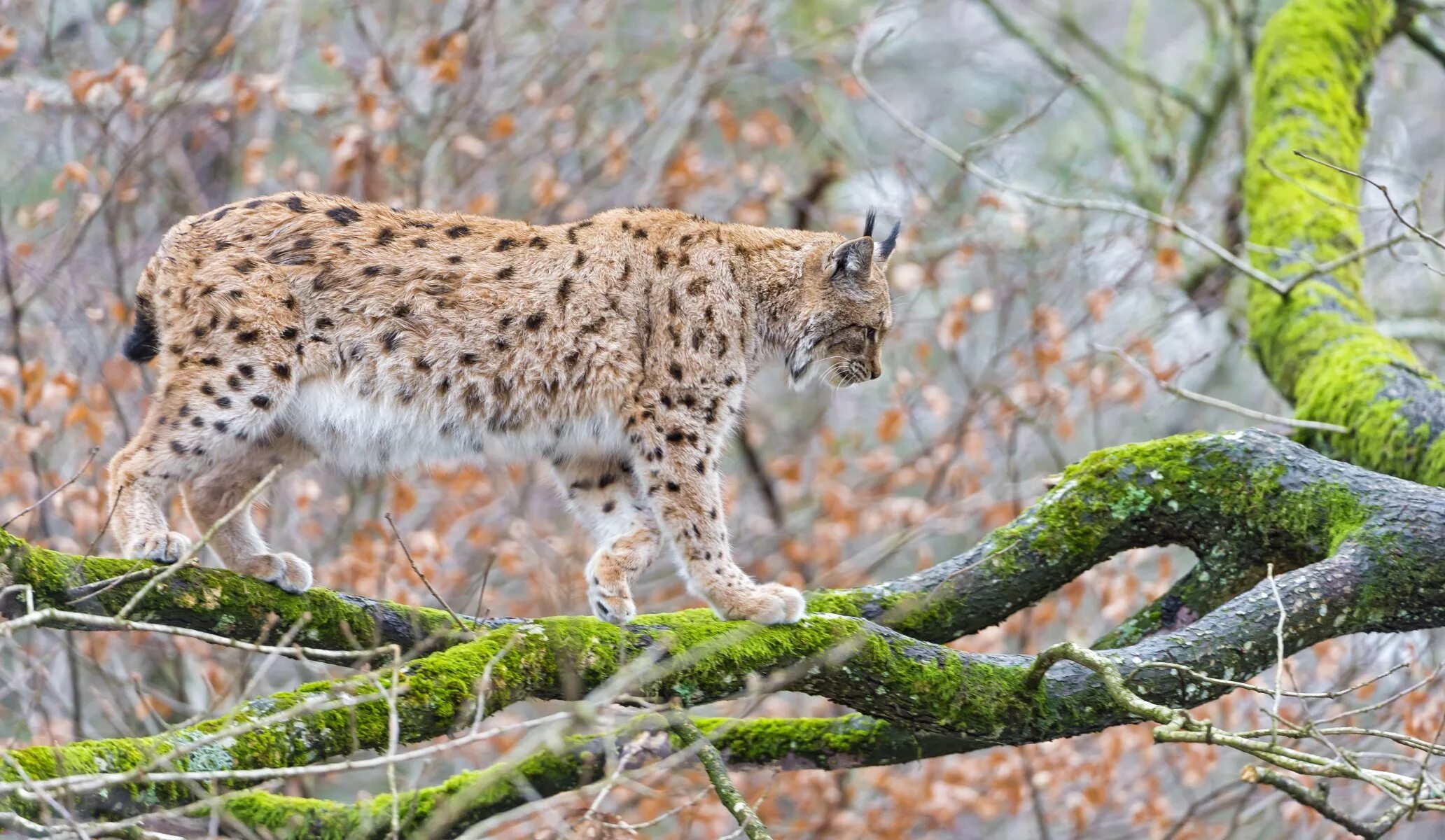 Рысь Линкс. Обыкновенная Рысь. Рысь обыкновенная (лат. Lynx Lynx). Пятнистая Рысь. Дикая природа доклад