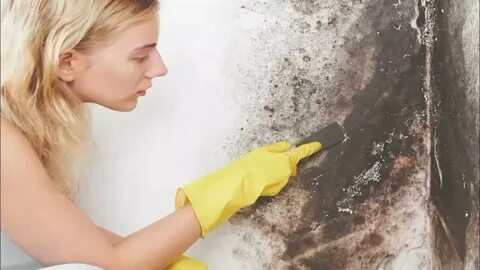 Россиян предупредили об опасности плесени на стенах квартиры - YouTube
