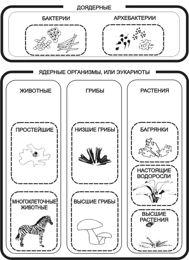 Доядерные и ядерные организмы. Бактерии доядерные организмы. Ядерные и доядерные организмы примеры. Доядерные и ядерные организмы таблица.