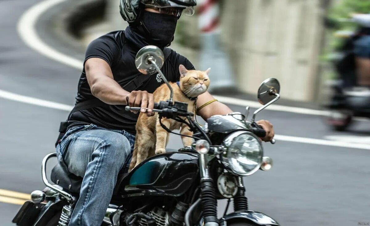 Почему мотоцикл. Байкер на мотоцикле. Мужик на мотоцикле. Крутой байкер. Кот на мотоцикле.