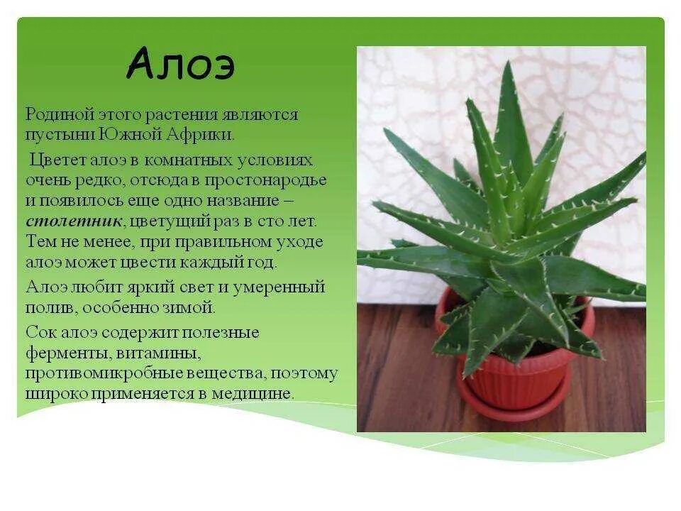 Алоэ 2. Комнатный цветок алоэ столетник. родина алоэ комнатного растения.