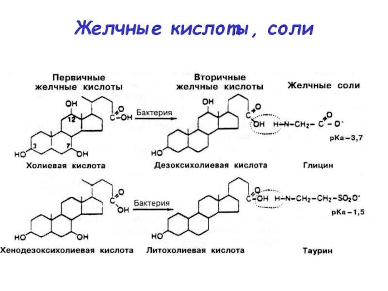 Биохимия желчный. Первичные и вторичные желчные кислоты. вторичные желчные кислоты биохимия. соли желчных кислот строение. первичные и вторичные желчные кислоты формулы.