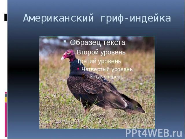 Гриф значение. Гриф слайд. гриф факты. индюшачий гриф. черный гриф презентация.
