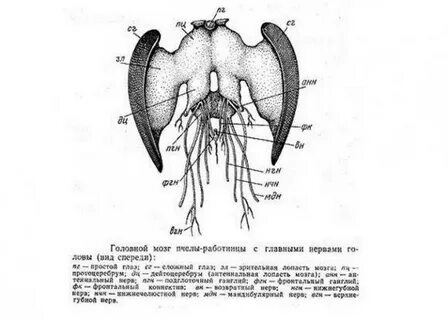 Мозг насекомых