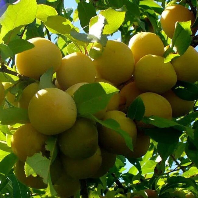 Горная алыча. Кизил мосвир. Сорт светлячок. Слива яхонтовая дерево. Слива сорт светлячок.