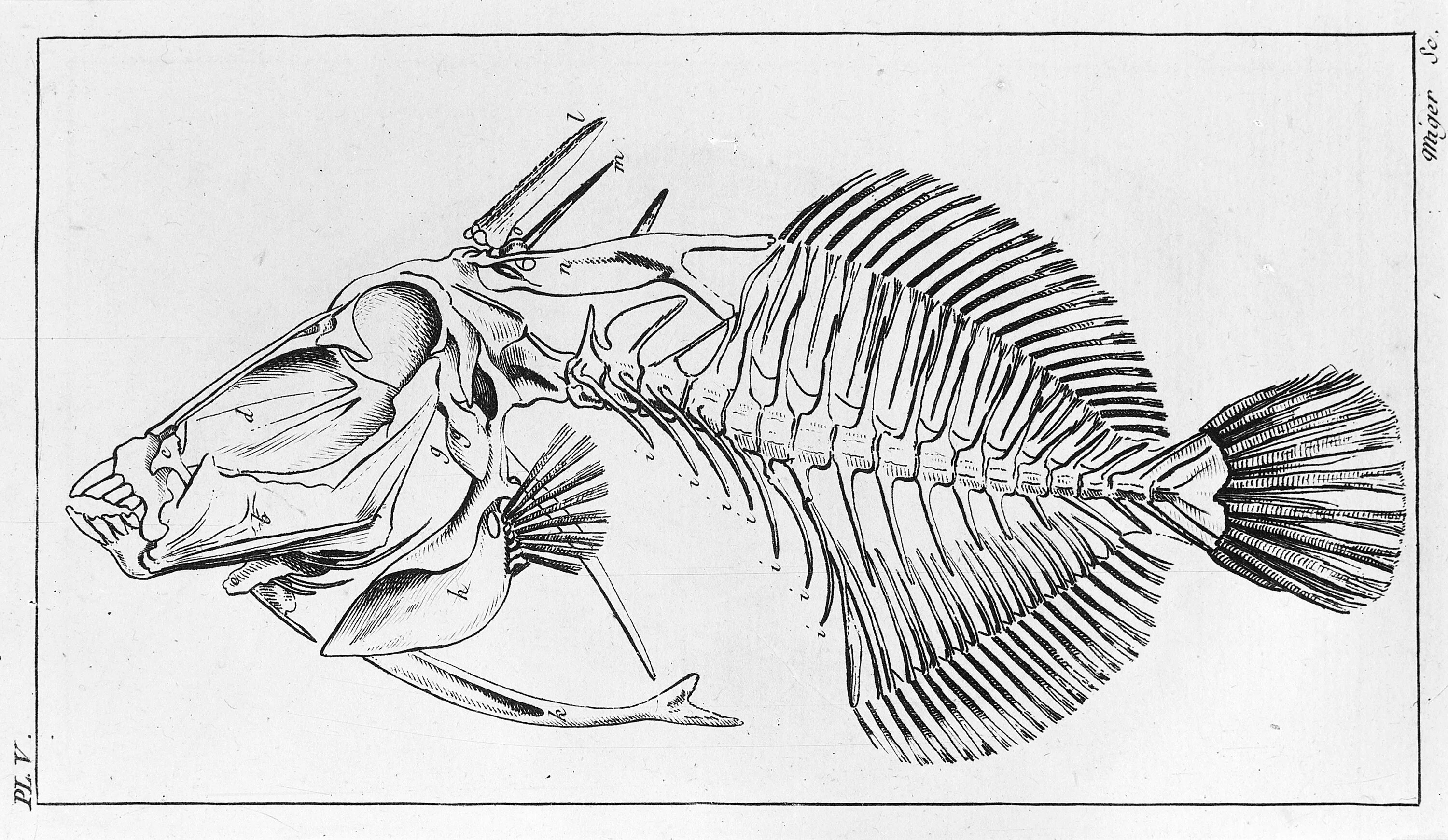 Скелет рыбы 1 класс. Скелет рыбы 1 класс. Скелет костистой рыбы окуня. Скелет рыбы 1 класс. Опорно двигательная система костных рыб.
