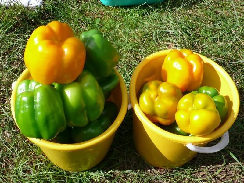 Урожай перца. Хороший урожай. Хранение болгарского перца. Теплица с помидорами. Огород урожай.