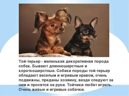 Русский той терьер почему русский