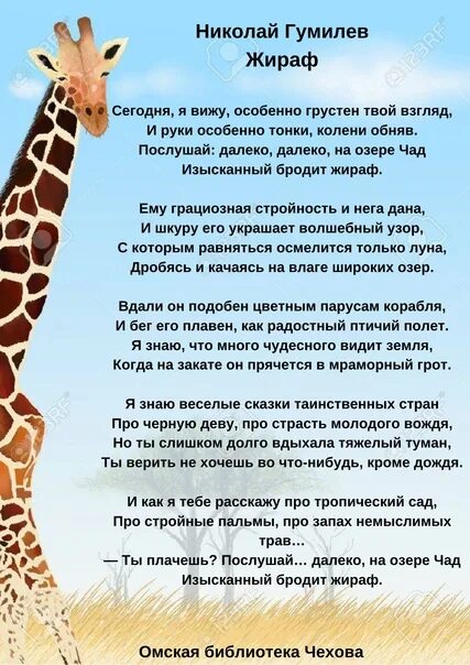 Язык жирафа цвет. Николай гумилев стихотворение жираф. Жираф мейнор. Почему автор рассказчик столь ценит необычность жирафа. Предок жирафа.
